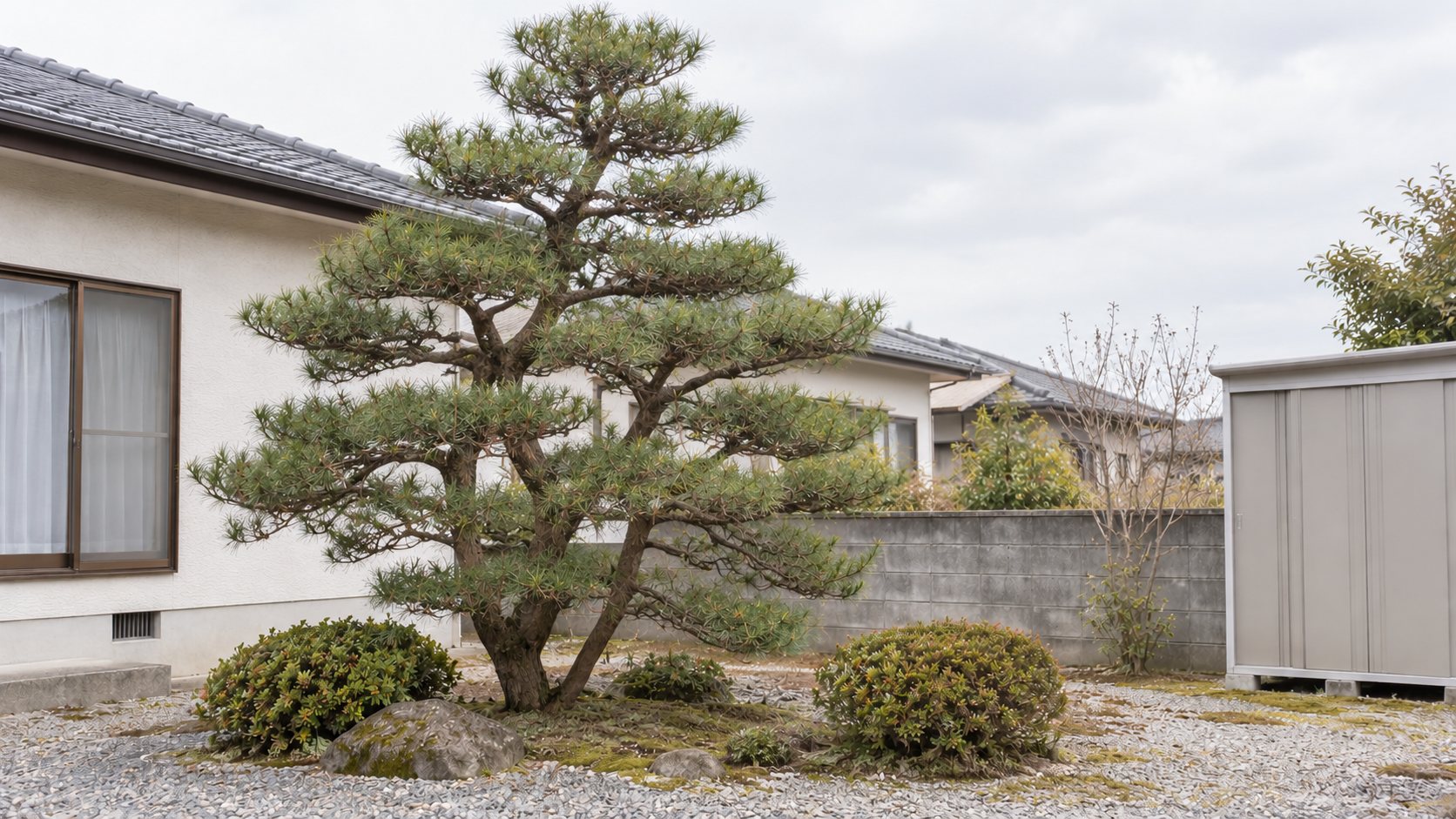 剪定後の同じ松。枝の層が整い、枝の間から光が抜けている