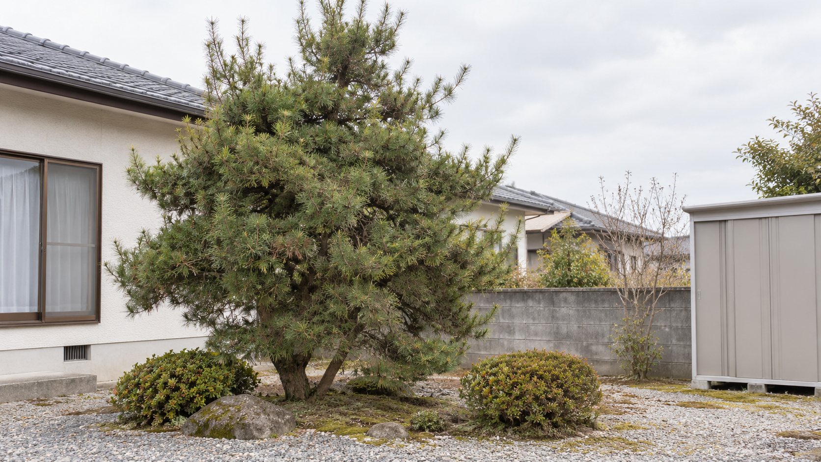 剪定前の松。枝葉が伸びて輪郭がぼやけた状態の住宅の庭